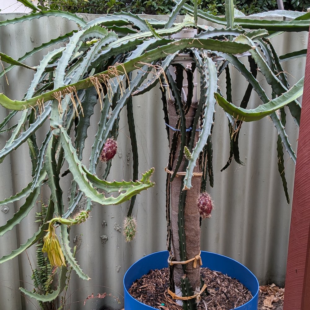 Picture of the whole plant